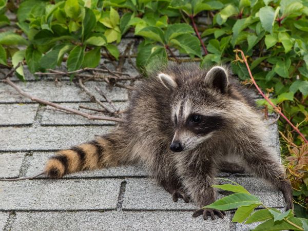 Honolulu Wildlife Removal