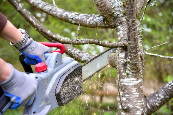 Honolulu Tree Trimming