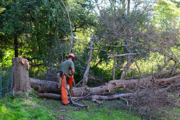 Honolulu Tree Removal