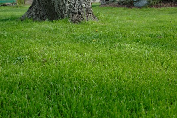 Honolulu Lawn Treatment